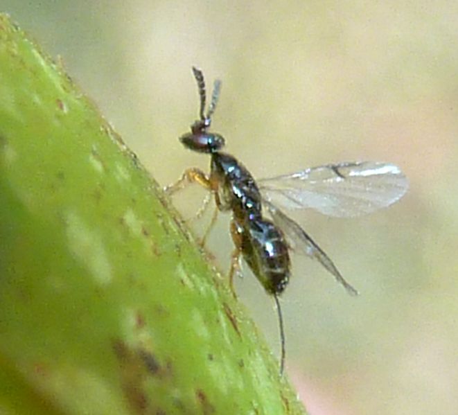 Fig Wasps Life Cycle, Why Figs And Fig Wasps Need Each Other And More