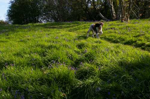 Our spaniel, Charlie among the bluebells.