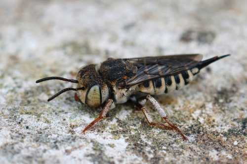 Top view of a Coelioxys acanthura female, with the point tail prominent.