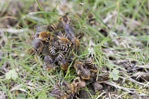Colletes hederae - ivy bees mating on grass