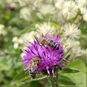 5 Reasons To Plant a Wildflower Lawn – Gilligallou Bird