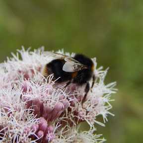 5 Reasons To Plant a Wildflower Lawn – Gilligallou Bird