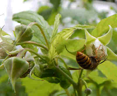 een wesp hangend aan een frambozenbloem terwijl ze zich voedt met een frambozenbloem