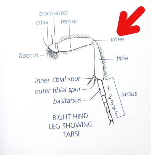 Diagramm, das die Anatomie des Bienenbeins zeigt, einschließlich des Knies.