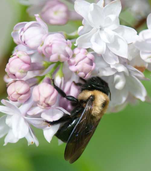 Stung by bumble bee and carpenter bee 