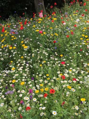 Wildflowers And Natives For Bees And Pollinators