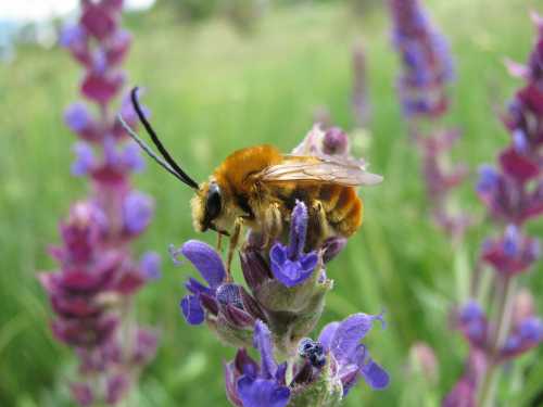 Eucera longicornis male on wild sage flowers Eucera longicornis male on bluish-purple wild sage flowers