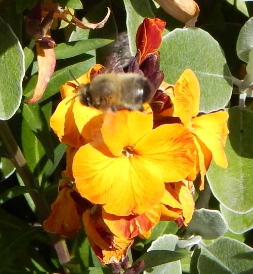 pale ginger female long horned bee foraging on orange wallflowers