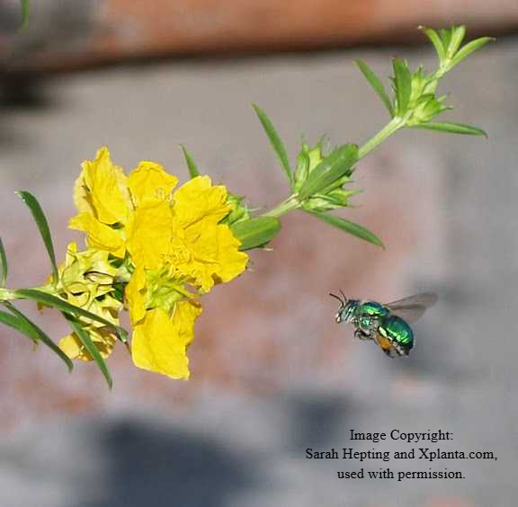 Euglossa bee species green bee in flight