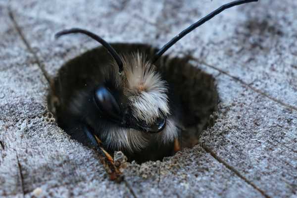 European orchard mason bee peeping out of nest European orchard mason bee peeping out of nest