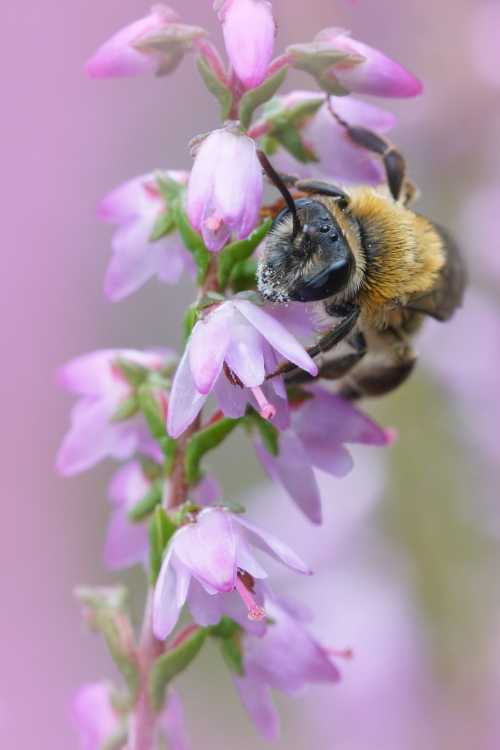 Heather mining bee, Andrena fuscipes - female Female of the Heather mining bee, Andrena fuscipes foraging on purple heather flowers, view from above with full shot of face.