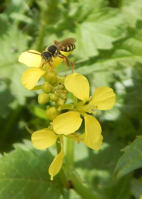 Gooden's nomad bee op gele wilde bloem.  Door zijn vorm en zwart-gele tekening lijkt hij net op een wesp.