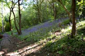 blue bell woods blue bell woods