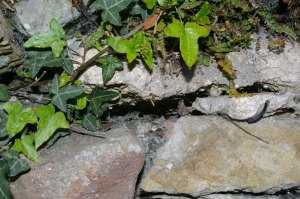 crevice in a stone wall crevice in a stone wall