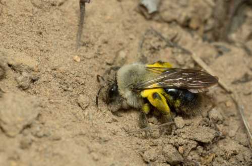 Grey backed mining bee Andrena vaga