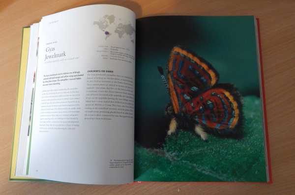 Gyas Jewelmark butterfly from The Lives Of Butterflies book Gyas Jewelmark butterfly from The Lives Of Butterflies book