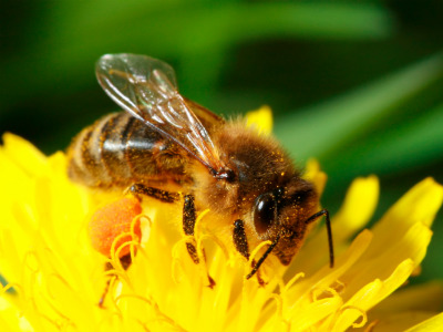 5 Pollinator Benefits