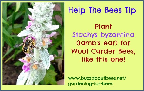 Meme - plant lamb's ear to help wool carder bees