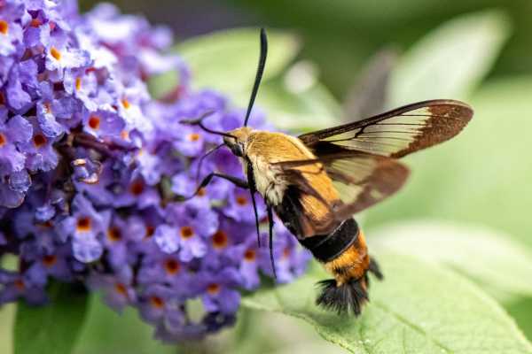 Hemaris is a genus of sphinx moths hummingbird moths this one is foraging on purple butterfly bush Hemaris is a genus of sphinx moths hummingbird moths this one is foraging on purple butterfly bush
