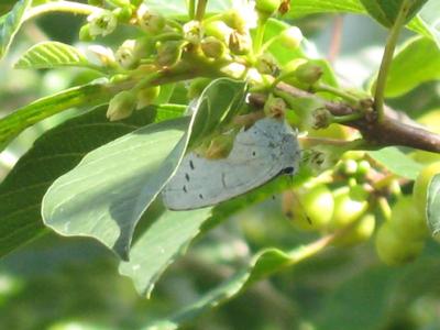 Flowering shrubs provide food for bees and other pollinators, including butterflies. Flowering shrubs provide food for bees and other pollinators, including butterflies.