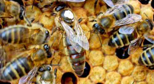 honey bee queen mating