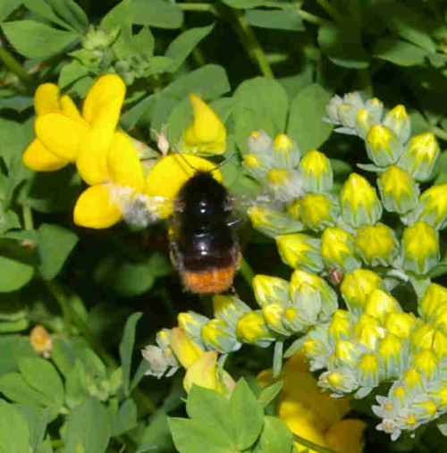 red tailed bumble bee foraging on bird's foot trefoil