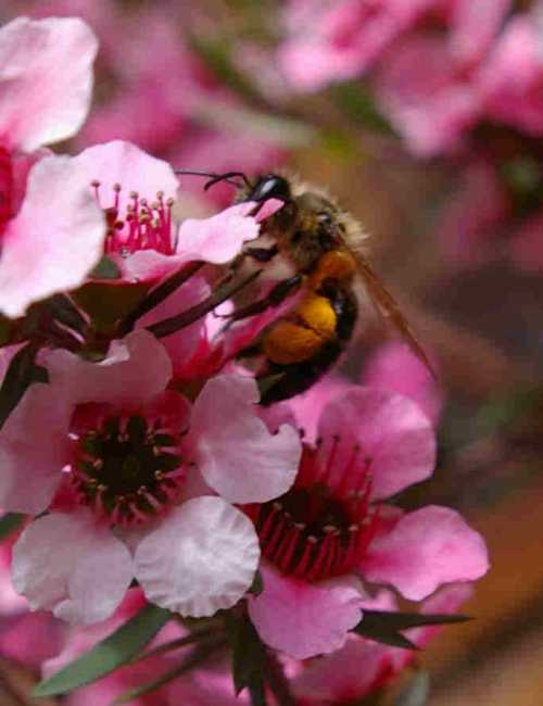 Beehive Buzz: Will the Manuka Plant Grow in Louisiana?