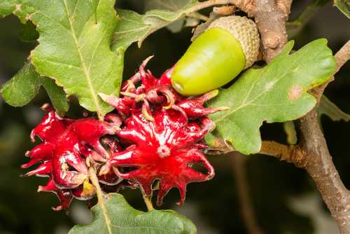 Knopper gall Knopper gall of Andricus quercuscalicis.  the gall has a distinct, waxy appearance that looks a little like a starfish with many legs, attached to acorns.
