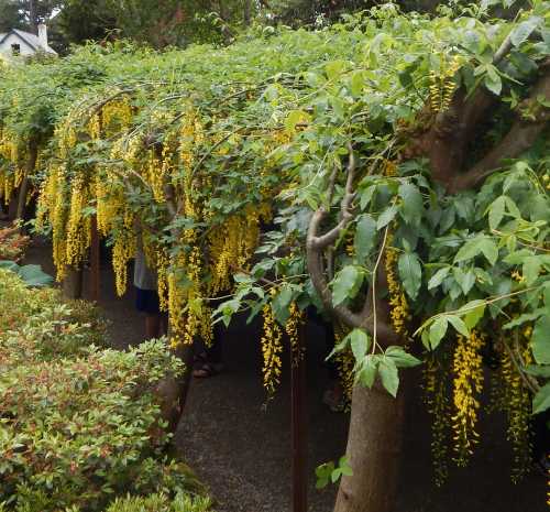 Laburnum arch showing yellow flowers Laburnum arch showing yellow flowers