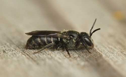 Stelis breviuscula female Little Dark Bee Stelis breviuscula female, sitting on wood, side view.  This is a small, slender bee with fringes of pale hairs on each segment of the abdomen.
