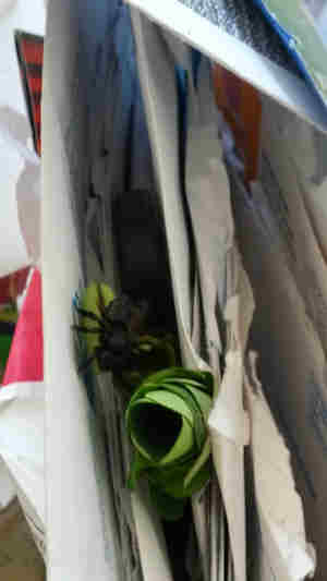 Carpenter mimic leafcutter bee with a segment of leaf and the papers where she is making her nest - fifth image.