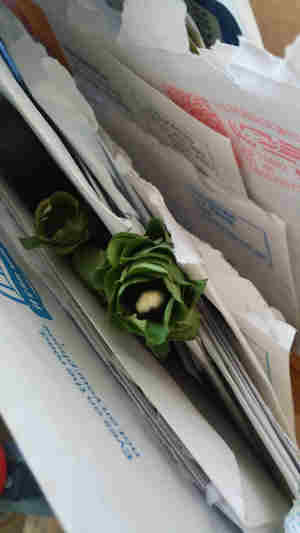 the tip of the bee's tail is just visible as it disappears into the tube constructed from leaf segments