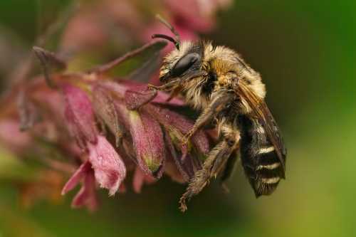 Melitta tricincta red bartsia bee female