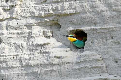 Do Bee-Eaters Eat Bees And Do they Get Stung? And Other Questions