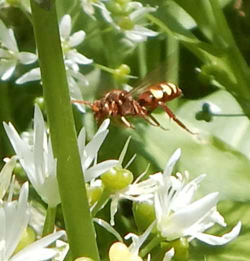 Nomada panzer has a slow, gliding flight with legs splayed out to the sides.