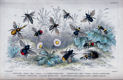 Victorian etching of wild bees