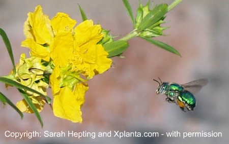 a green orchid bee a green orchid bee