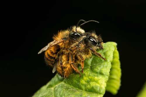 mason bees mating mason bees mating on a leaf