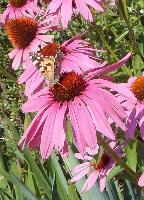 Butterflies visit Echinacea flowers too. painted lady Butterfly visiting pink Echinacea flower.