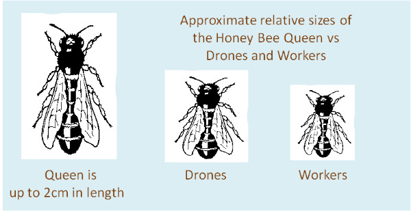 Queen Honey Bee Life Cycle Chart