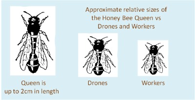 Queen Bee Life Cycle Chart