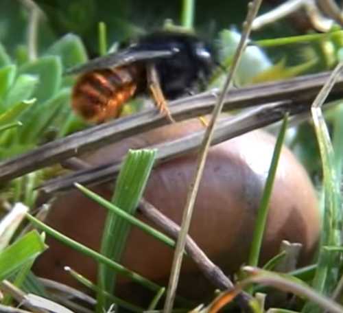 Red-tailed Mason Bee - Osmia Bicolor