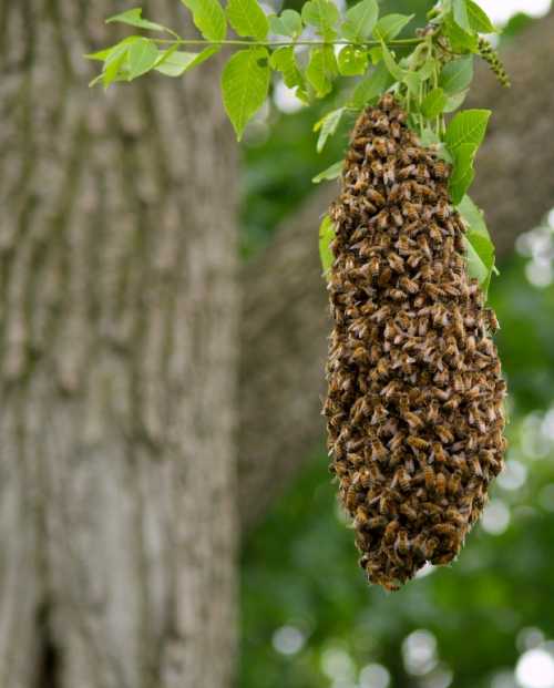 4 Effective Ways on How to Get Rid of Bees Naturally