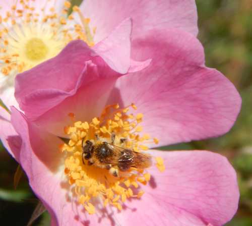 Andrena barbilabris on a pink rose, a slender, brownish bee, with pale tufts of hair at the corner of each eye