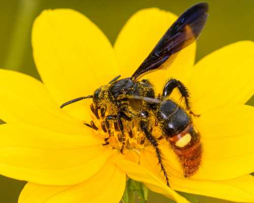 Scolia dubia, the Two-spotted Scoliid Wasp (also known as the Blue-winged Scoliid Wasp) Scolia dubia, the Two-spotted Scoliid Wasp (also known as the Blue-winged Scoliid Wasp) foraging on a yellow flower, with visible pollen on head and body.