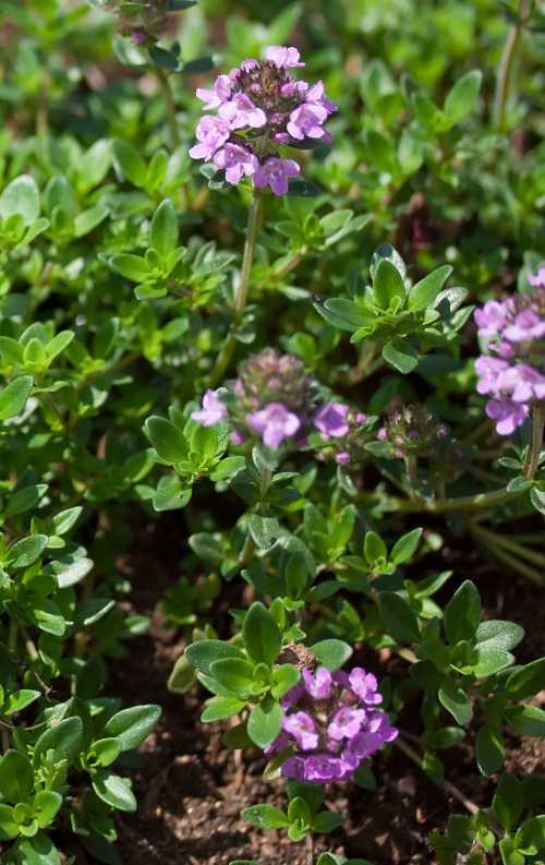 thyme plant in flower