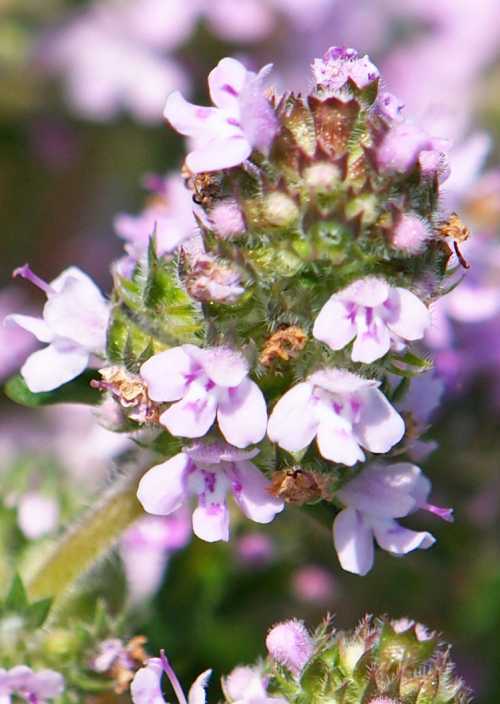 Thyme flower head thyme flower head showing small, pinkish flowers