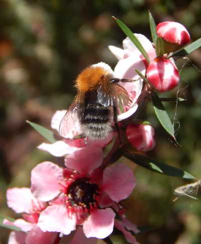 What Is Manuka Honey? How Bees Make Manuka Honey It's benefits