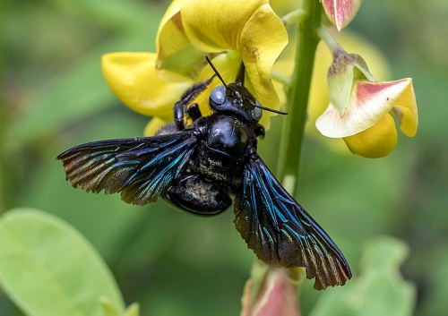 Stung by bumble bee and carpenter bee 