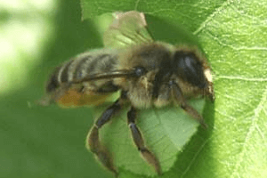 leafcutter bee cutting a leaf